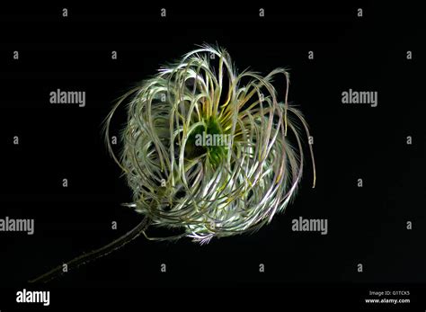 Clematis Seed Head Hi Res Stock Photography And Images Alamy