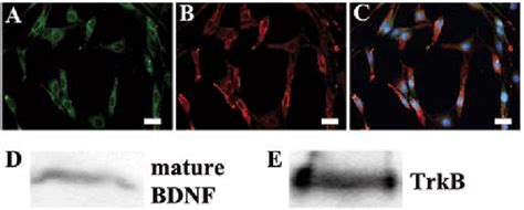 Expression Of Mature BDNF And TrkB In C6 Glioma Cells A C