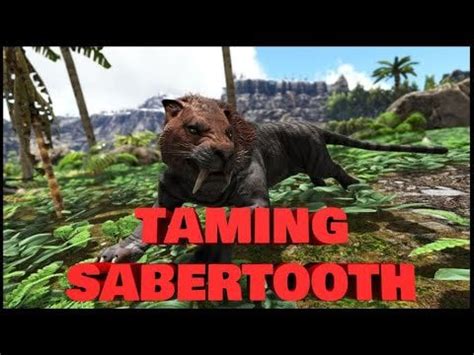 My first attempt at taming a Sabertooth : ARK_pc