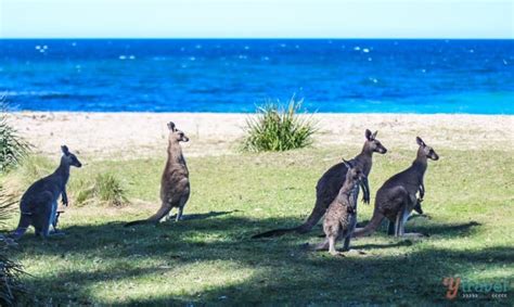 15 Best Beaches In South Coast NSW, Australia