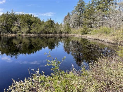 Nature Matters The Pine Barrens Tbr News Media