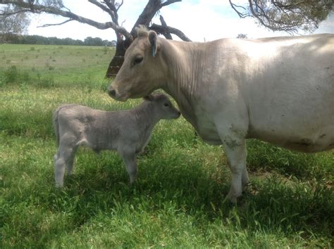 Photo Gallery Steadily Forward Murray Grey Beef Cattle Stud