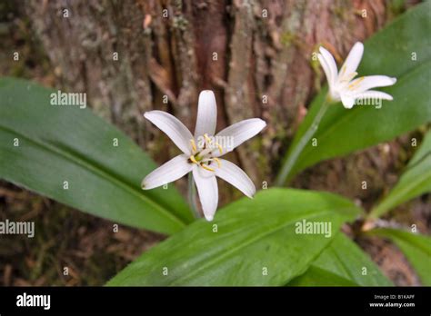 Bead Lily Clintonia Uniflora Stock Photo Alamy