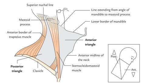 Triangles On The Side Of The Neck Earths Lab