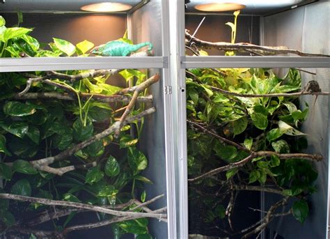 Veiled Chameleon Cage Ideas That You Can Do All Pet Care