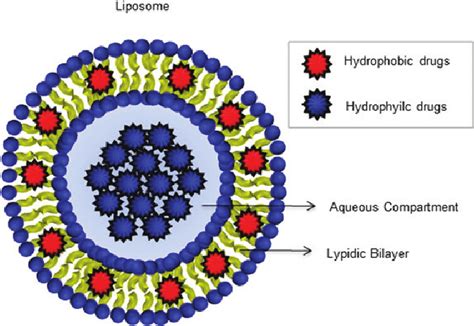 Liposome Drug Delivery System