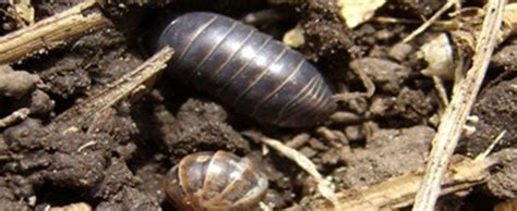 Manejo Del Bicho Bolita En Tres Pasos Campo Directo