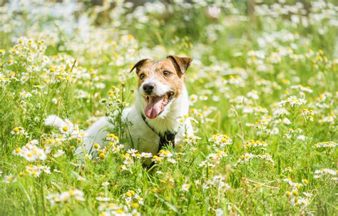 Most Common Environmental Allergies in Dogs | Shallowford Animal Hospital
