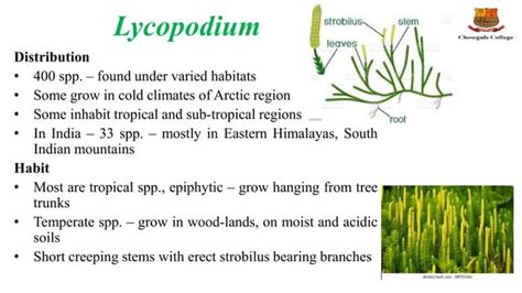 Structure Reproduction Life History And Systematic Position Of