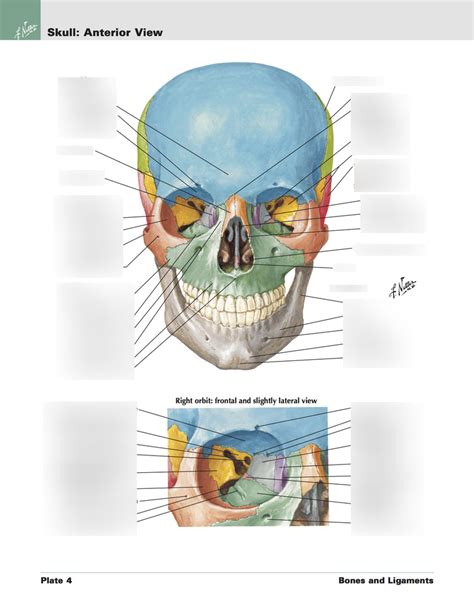 Skull Anterior View Diagram Quizlet