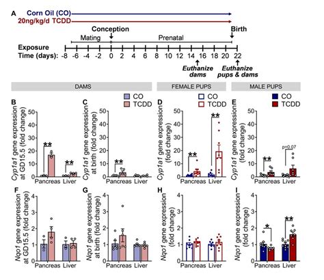 Low Dose TCDD Exposure During Pregnancy Induced Cyp1a1 Expression In