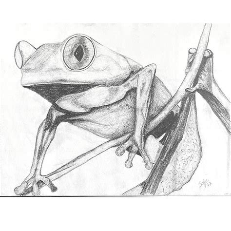 Frog Pencil Drawing Drawing by Sofia Franco - Pixels