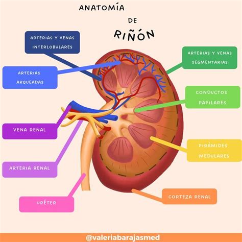 Anatomia Del Rinon Anatomia Humana Salud Udocz Images