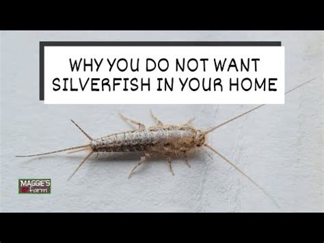 Detecting Silverfish : 14 Signs of Silverfish Infestation