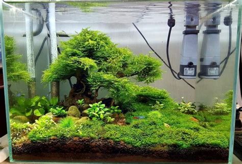 21 Mini Aquascaping Ideas Easy Guide With Aquascaping Kits Foter