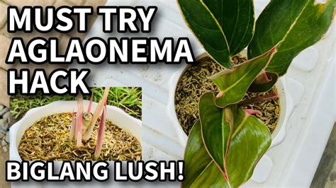 PAANO PABILISIN ANG TUBO NG AGLAONEMA LUSH AGAD Chinese Evergreen