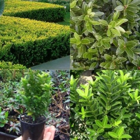 Euonymus Tom Thumb Box Hedge 1 Japanese Spindle Plants Japonicus Microphyllus