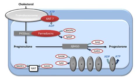 Figure 2 From Role Of Sex Hormones On Brain Mitochondrial Function