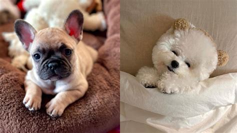 16 Calmest Dog Breeds Tidybarks