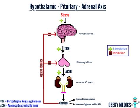 How the Adrenal Axis Works | Geeky Medics