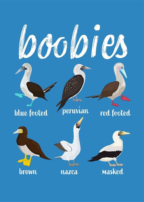 The Types Of Boobie Birds Explained Daily Infographic