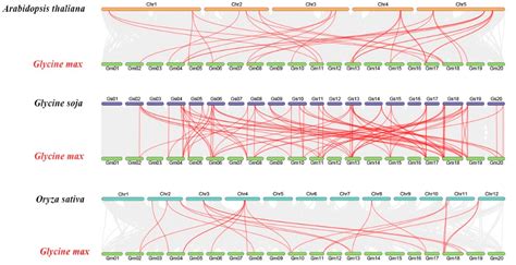 Plants Free Full Text Genome Wide Identification Of SMXL Gene