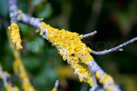 Yellow Fungus On A Branch Stock Image Colourbox