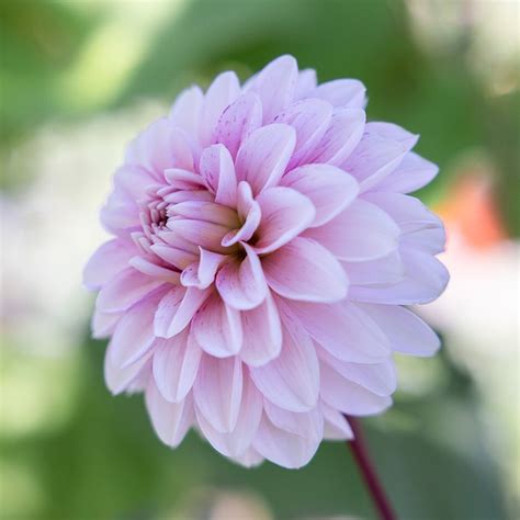 Buy Decorative Dahlia Dahlia Strawberry Cream Delivery By Waitrose