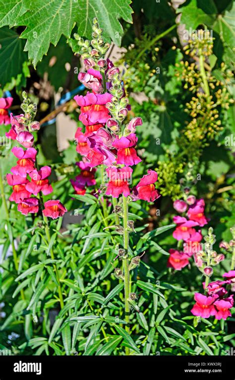 Red Snap Dragon Hi Res Stock Photography And Images Alamy