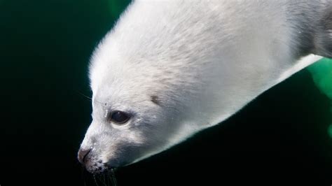 Harp Seal | National Geographic