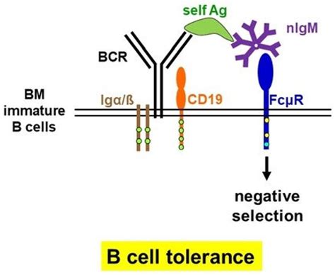 Ijms Free Full Text Physiological And Pathophysiological Roles Of