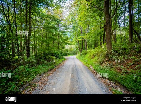 Road Through The Wood Br