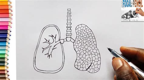 How To Draw A Lungs For Beginners Pair Of Lungs Easy Draw Youtube