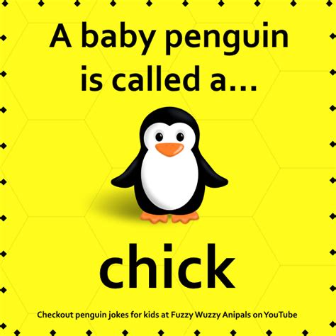 What do you call a baby penguin? Fun animal facts for kids! Animal ...