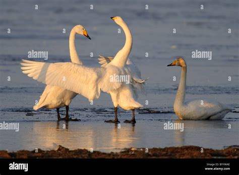 Singschwan Cygnus Cygnus Rastvogel Schwan Singschwan Tier Voegel