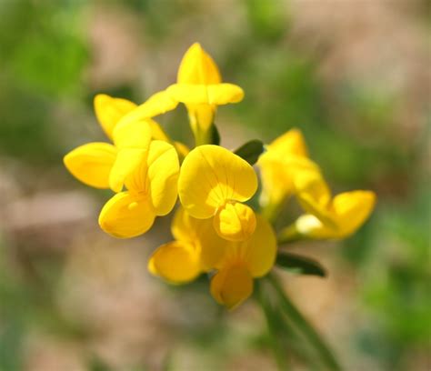 Birdsfoot Trefoil Mizzou Weedid