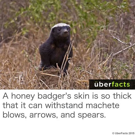 Interesting Animal Fact Honey Badger Meme Honey Badger Honey Badger