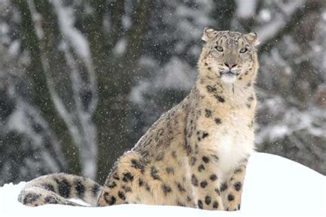 snow leopard | Habitat, Diet, & Facts | Britannica.com