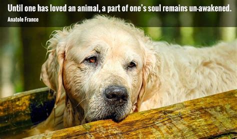 50+ Inspirational Pet Loss Quotes - My Dog's Name