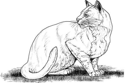 Printable Big Cat