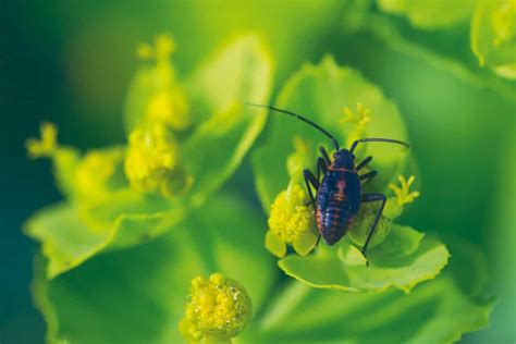 Beetle Management in Plants: Control and Prevention Strategies