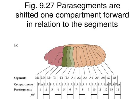 Ppt Bio Embryology Lecture Drosophila Body Plan Powerpoint