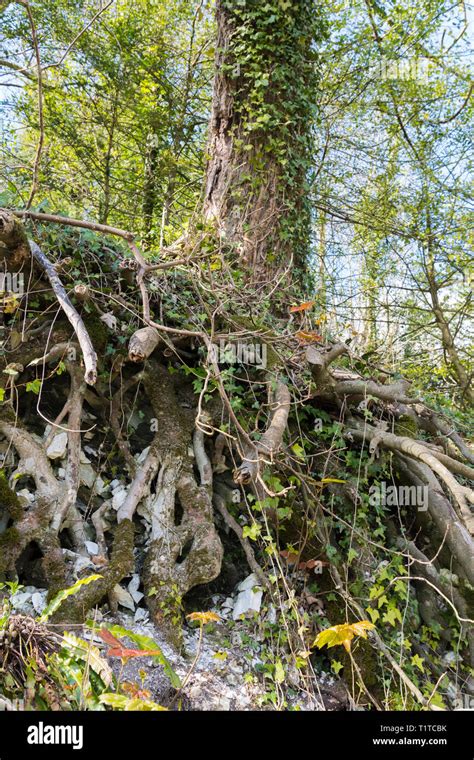 Wurzeln Sichtbar Unter Der Erde Fotos Und Bildmaterial In Hoher