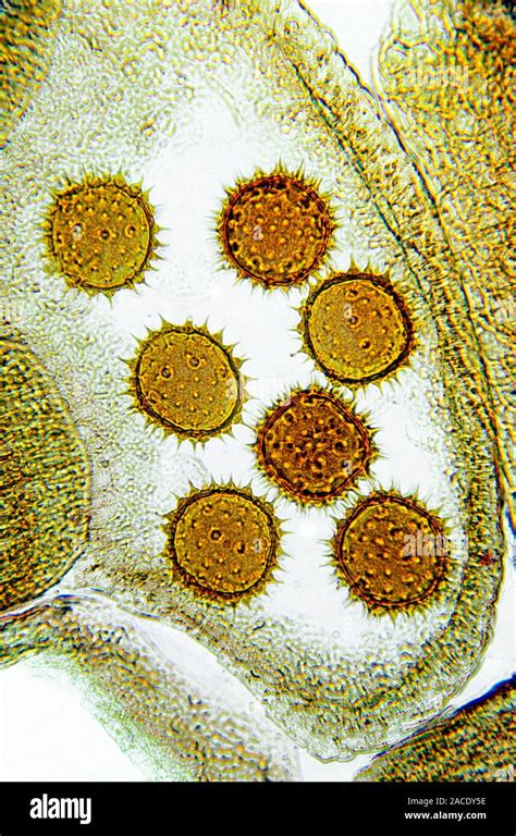 Pollen Light Microscope