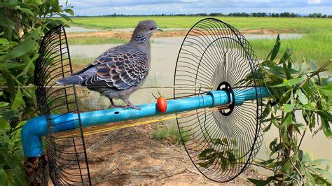 Awesome Super Bird Trap Using Fan Guard With Pvc How To Make Super