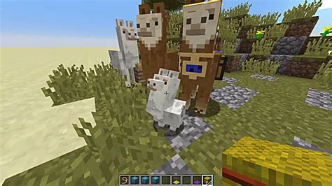 How To Tame And Ride Llamas In Minecraft Minecraft