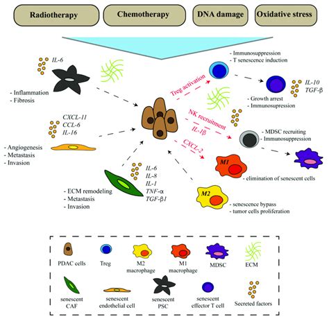 Cross Talk Between Tumor Cells And Senescent Non Tumor Cells In Pdac