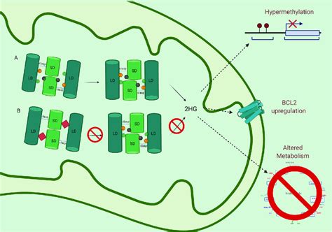 The impact of IDH mutations and IDH inhibition. A Mutations of IDH ...