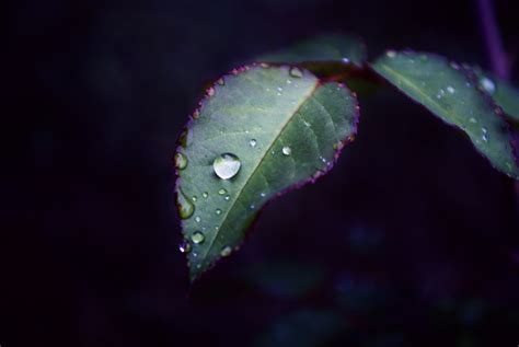 Download Close Up Water Drop Nature Leaf Hd Wallpaper By Jacob Edmiston