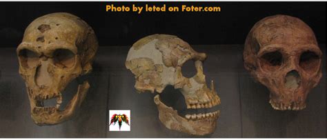 Los Cient Ficos Afinan La Edad De Los Neandertales Del Sidr N